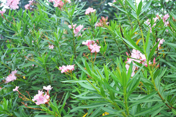 flowering Nerium oleander flowers, pink ornamental beautiful flower blooming