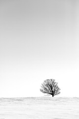 Lone tree in a snowy field. 