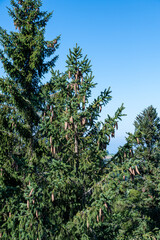 A beautiful shot of a forest during the day