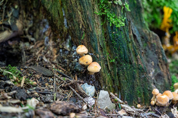 Mushrooms on the forest floor on a tree stump