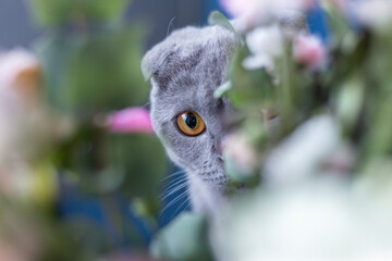 Naklejka premium Gray cat peeks out from behind a bouquet of flowers