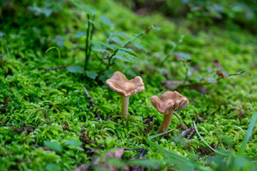 Mushrooms on the forest floor on a tree stump
