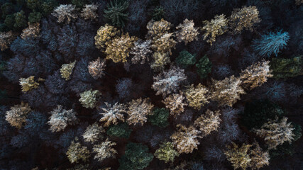 Fototapeta na wymiar forêt hivernal