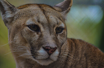 Naklejka premium puma, leones, animal, leona, fauna, felinos, mamífero, depredador, felino, naturaleza, safari, carnívoros, retrato, cachorro, zoo, cazador, pelaje, cara, ocular