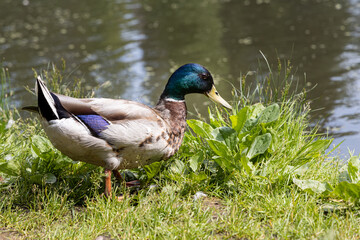 Brown and blue adult duck with yellow nose is by a pond in the park in summer