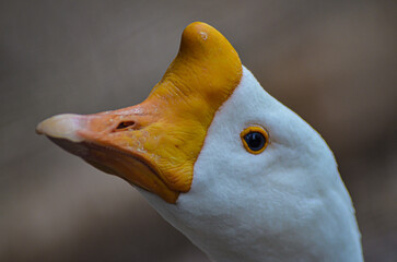 ave, ganso, animal, blanco, pico, pato, naturaleza, chacras, ocular, retrato, fauna, cuello, ave, domestica, ave de corral, anaranjada, acuático