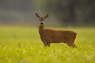 Roe deer, capreolus capreolus, with broken antler standing on grass in summer. Buck looking to the camera on field from side. Wild mammal watching on meadow.