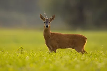 Fototapeten Roe deer, capreolus capreolus, with broken antler standing on grass in summer. Buck looking to the camera on field from side. Wild mammal watching on meadow. © WildMedia