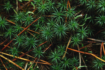Forest small vegetation surface background.