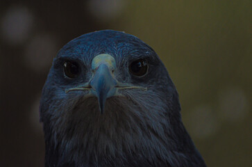 pico, águila mora, azores, fauna, naturaleza, depredador, retrato, presa, ave de presa, emplumar, ocular, administrar, café, cazador, emplumar, blanco, cernícalo, ocular