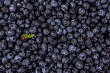 Juicy and fresh blueberries on a rustic table., top view.  Blueberry Antioxidant. Healthy and nutrition concept