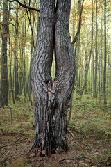 Russian forest. Ugly pine trunk in the forest. Pine looks like female legs.