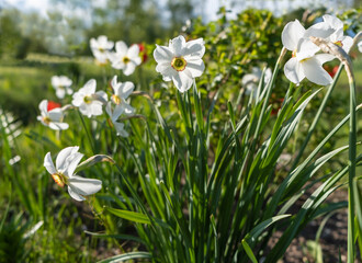 Beautiful large white daffodils in bright sunshine against a blurry background of a green garden. The concept of the arrival of spring. Selective focus