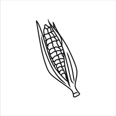 Corn with leaves, vector illustration, hand drawing sketch