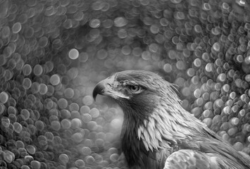 Golden eagle - closeup in the detail - Aquila chrysaetos and nice light bokeh