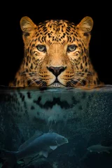 Fototapete Schwarz Porträtleopard halb im Wasser. Unterwasserwelt mit Fischen und Blasen