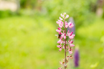 Close up of pink flowers of Lupinus, commonly known as lupin or lupine, in full bloom and green grass in a sunny spring garden, beautiful outdoor floral background photographed with soft focus