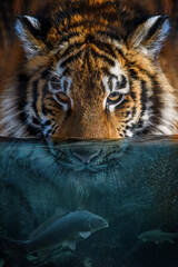 Portrait tiger half in the water. Underwater world with fish and bubbles