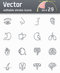 Set of editable stroke vector healthcare and medical line icons of internal human organs
