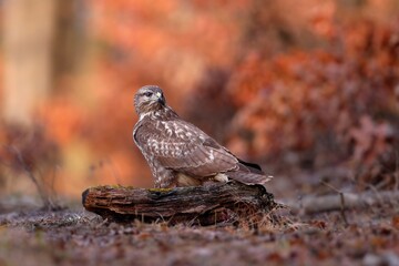 Common buzzard, buteo buteo, sitting on wood in forest in autumn. Bird of prey observing on branch in woodland. Feathered animal looking in orange wilderness.