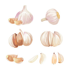 Garlic isolated on white background. Garlic Bulbs and cloves in flat design isolated on white background.
