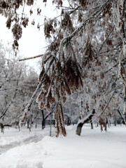 American maple seeds covered with large ice crystals.