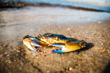 crab on the beach