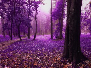 Mysterious forest in the morning. Mystical autumn woods with fog in vibrant tones. Foggy magical place. Magical atmosphere.