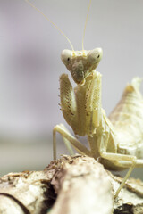 Macro image of an insect Praying mantis