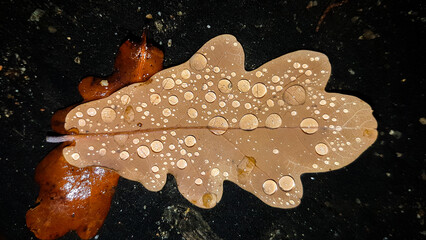 dry leaves in autumn with dew drops