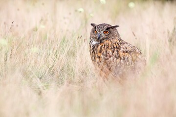 Eurasian eagle-owl, bubo bubo, sitting on dry grassland in autumn. Bird hunter resting on field in fall with copy space. Feathered raptor looking on grass.