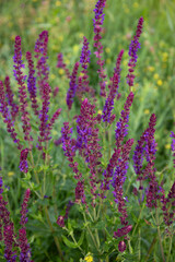 Close up Salvia nemorosa herbal plant with violet flowers in a sunny meadow