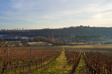 Fototapeta premium Mainschleife und Weinberge bei Fahr am Main mit der Vogelsburg im Hintergrund, Landkreis Kitzingen, Unterfranken, Franken, Bayern, Deutschland