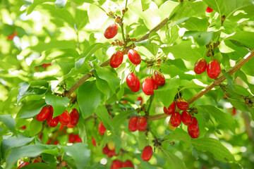 Red ripe dogwoods or cornus berries growing in a garden.