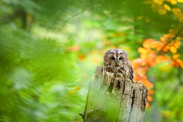 Tawny owl, strix aluco, looking on stump in fresh woodland in summer. Feathered animal standing on wood in forest with copy space. Bird resting on tree in green wilderness.