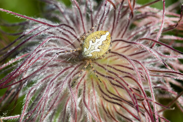 Araignée aux mille pattes camouflée, épeire des bois sur une benoîte des montagnes en fruits....