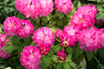 Flowering purple azaleas in the garden. Horizontal closeup image of Rhododendron. Season of flowering azaleas