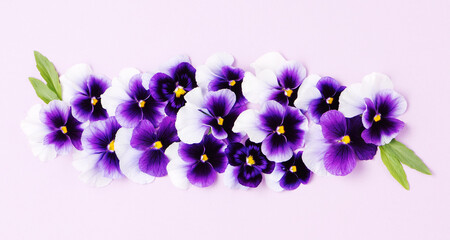 Obraz premium Spring summer flower composition with edible pansy viola on lilac background. Flat lay, copy space