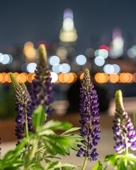 flowers in the garden