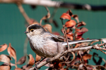 Long tailed tit (Aegithalos caudatus) perched on a tree branch with green background between branches