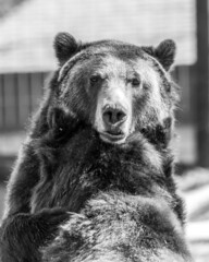 brown bear portrait