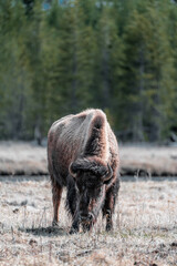 buffalo in the forest