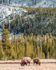 elk in park national park