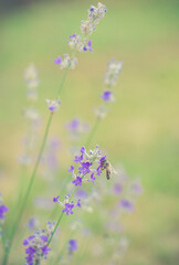 Lavender and a bee