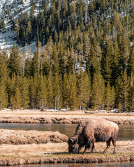 elk in park national park