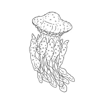 Jellyfish. Vector wild ocean animal underwater life doodle black white line isolated illustration.