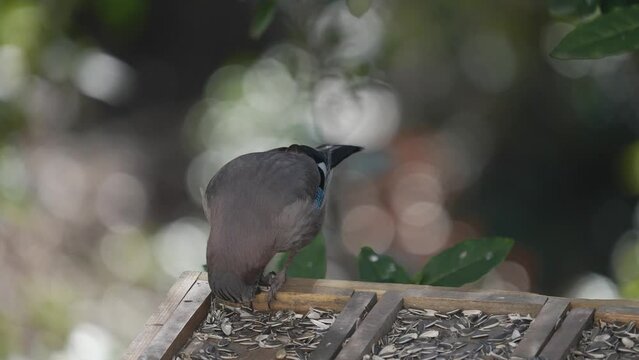 Arrendajo euroasi&aacute;tico comiendo pipas en c&aacute;mara lenta