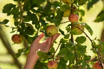 hand plucks an apple from a branch. apple on the tree

