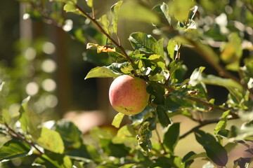 apples on a tree. apples on a branch