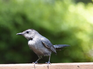 Bunting Species
